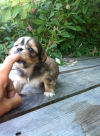 Cute three colored female Shih tzu 
